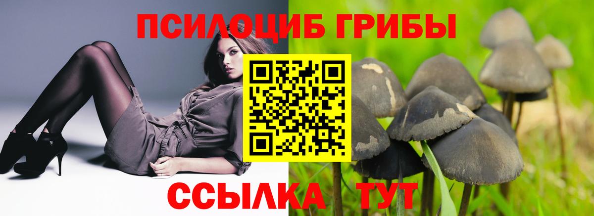 Унеча  купить наркотик  Вход с VPN  Псилоцибиновые грибы Psilocybine cubensis 
